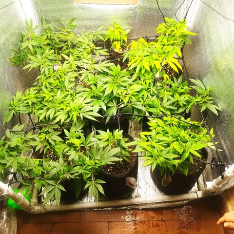 Dark Devil Auto growlog timeline photo