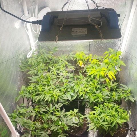 Dark Devil Auto growlog timeline photo