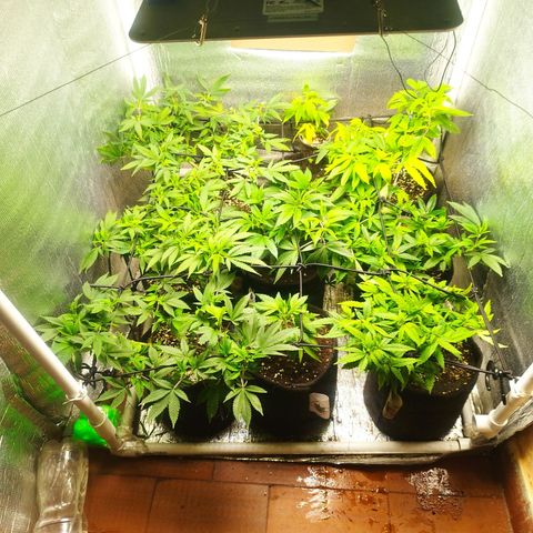 Dark Devil Auto growlog timeline photo