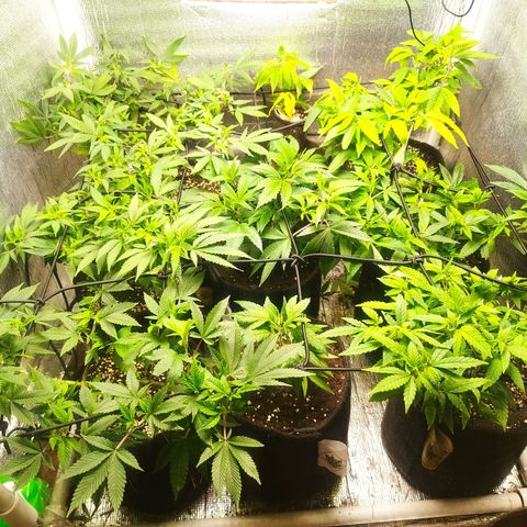 Dark Devil Auto growlog timeline photo