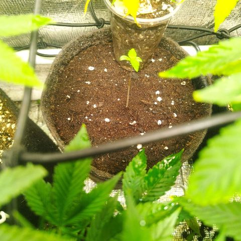 Dark Devil Auto growlog timeline photo