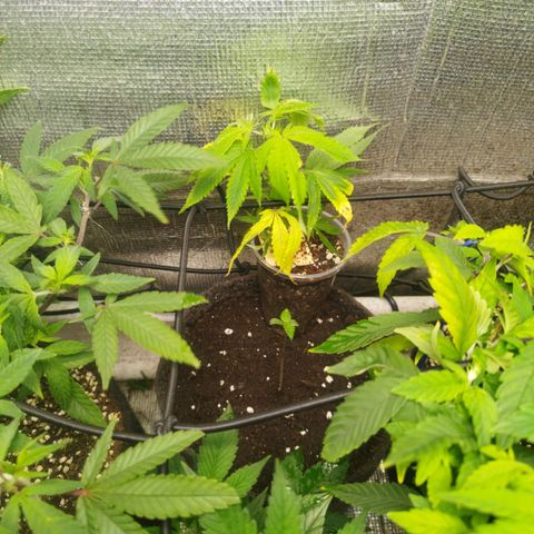 Dark Devil Auto growlog timeline photo