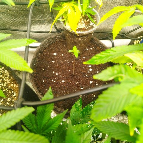 Dark Devil Auto growlog timeline photo