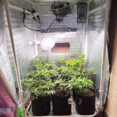 Red Strawberry Banana Auto growlog timeline photo