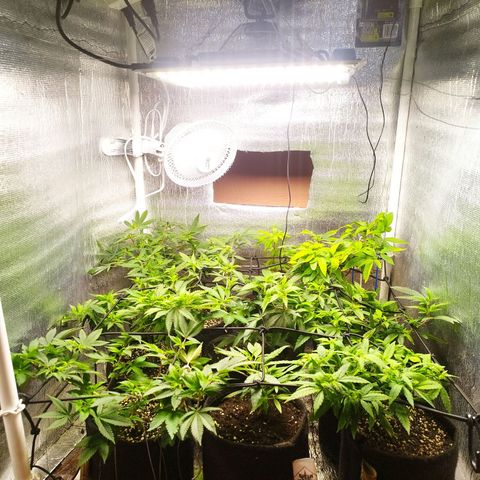 Red Strawberry Banana Auto growlog timeline photo