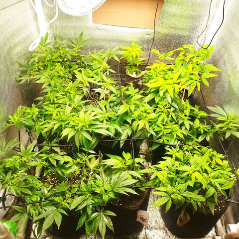 Red Strawberry Banana Auto growlog timeline photo