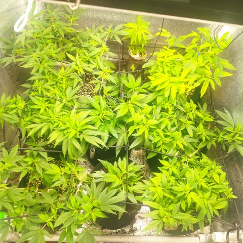 Red Strawberry Banana Auto growlog timeline photo