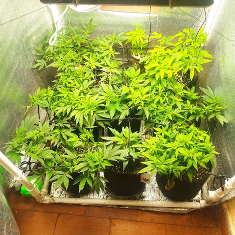 Red Strawberry Banana Auto growlog timeline photo