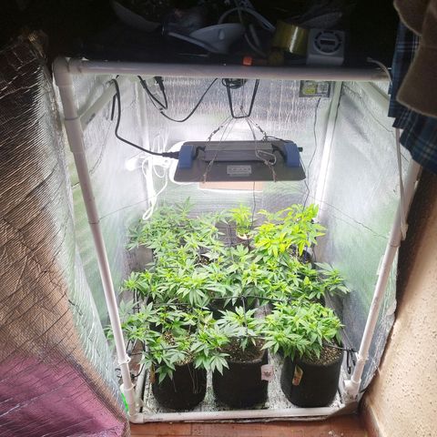Red Strawberry Banana Auto growlog timeline photo