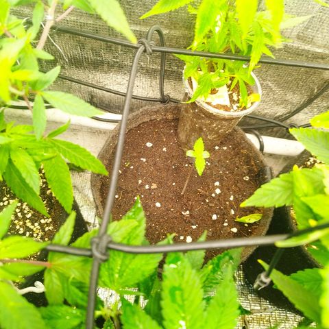 Dark Devil Auto growlog timeline photo