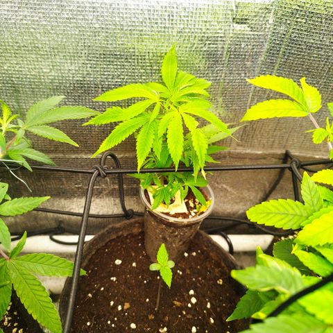 Dark Devil Auto growlog timeline photo