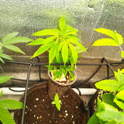 Dark Devil Auto growlog timeline photo