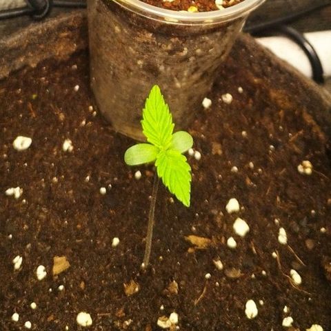 Dark Devil Auto growlog timeline photo