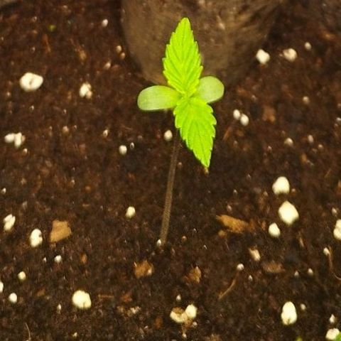 Dark Devil Auto growlog timeline photo