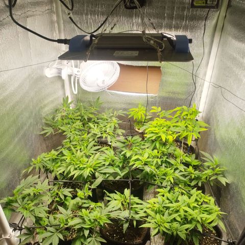 Red Strawberry Banana Auto growlog timeline photo