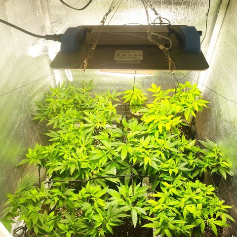 Red Strawberry Banana Auto growlog timeline photo