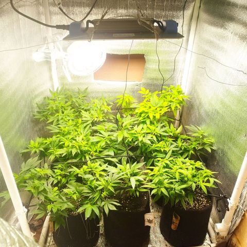 Red Strawberry Banana Auto growlog timeline photo