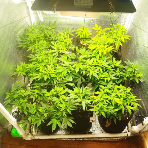 Red Strawberry Banana Auto growlog timeline photo