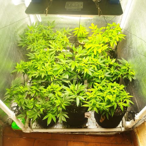 Red Strawberry Banana Auto growlog timeline photo