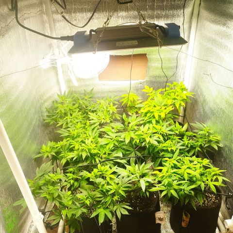 Red Strawberry Banana Auto growlog timeline photo