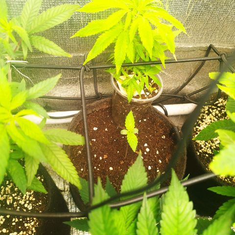 Dark Devil Auto growlog timeline photo