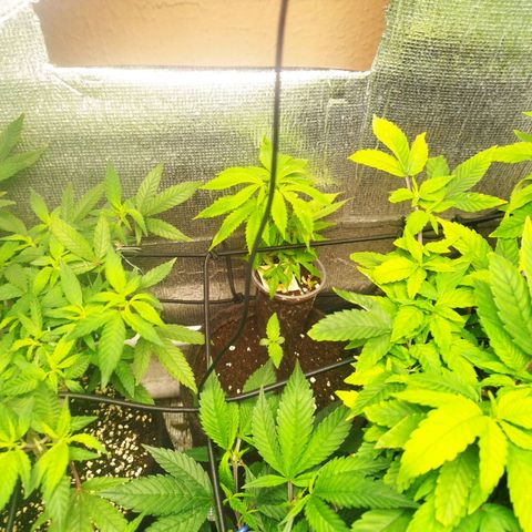 Dark Devil Auto growlog timeline photo