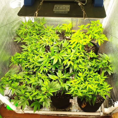 Red Strawberry Banana Auto growlog timeline photo