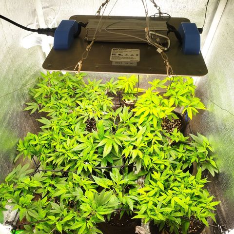 Red Strawberry Banana Auto growlog timeline photo