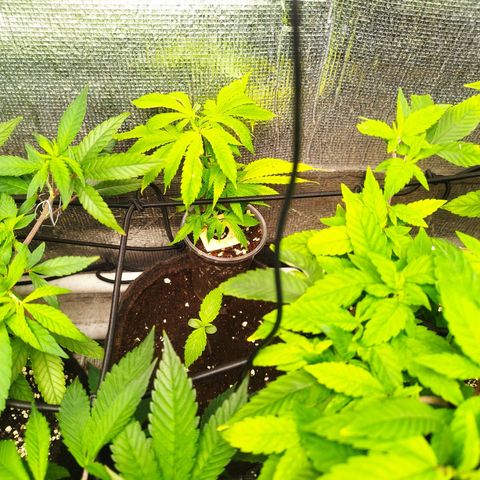 Dark Devil Auto growlog timeline photo
