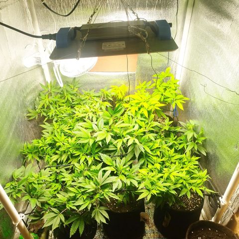 Red Strawberry Banana Auto growlog timeline photo