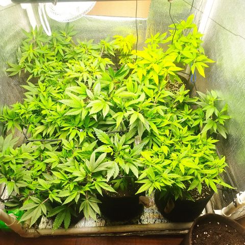 Red Strawberry Banana Auto growlog timeline photo