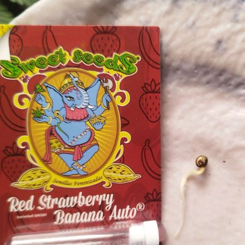 Red Strawberry Banana Auto growlog timeline photo