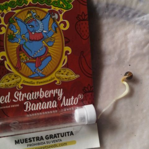 Red Strawberry Banana Auto growlog timeline photo