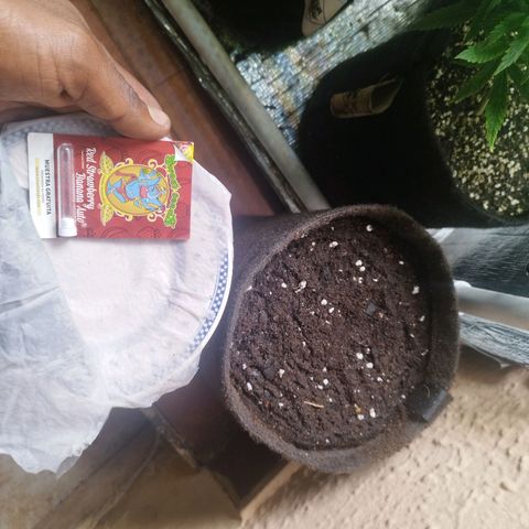 Red Strawberry Banana Auto growlog timeline photo