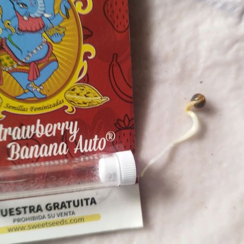Red Strawberry Banana Auto growlog timeline photo