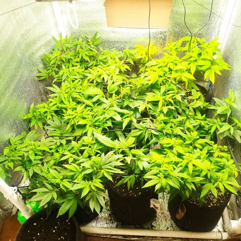 Red Strawberry Banana Auto growlog timeline photo