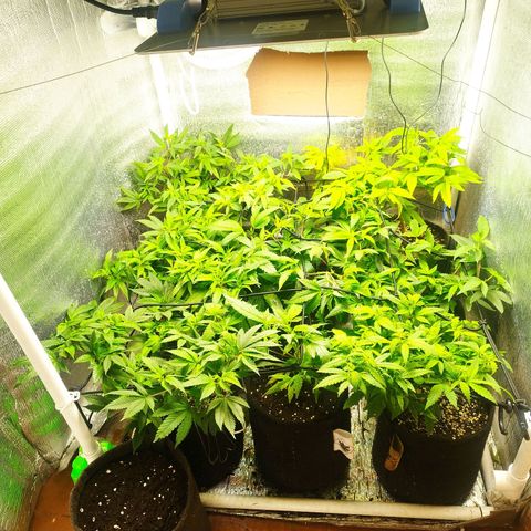 Red Strawberry Banana Auto growlog timeline photo