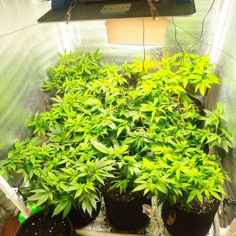 Red Strawberry Banana Auto growlog timeline photo