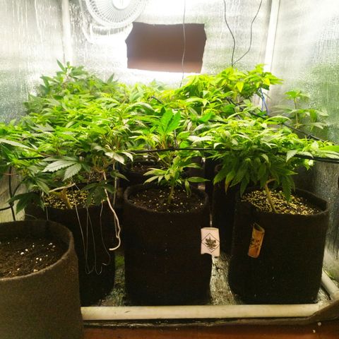 Red Strawberry Banana Auto growlog timeline photo