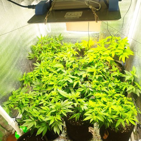 Red Strawberry Banana Auto growlog timeline photo