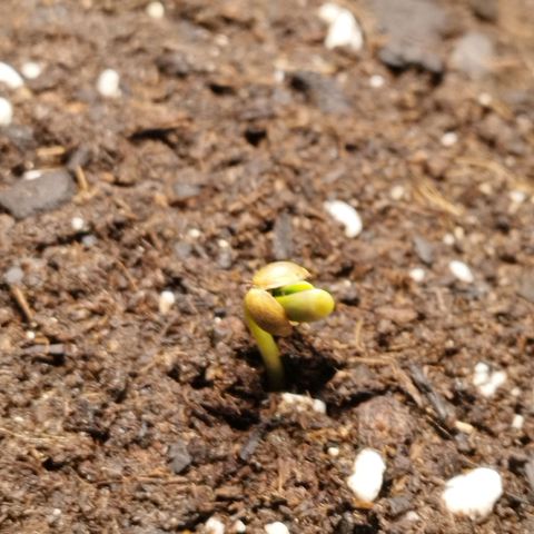 Red Strawberry Banana Auto growlog timeline photo