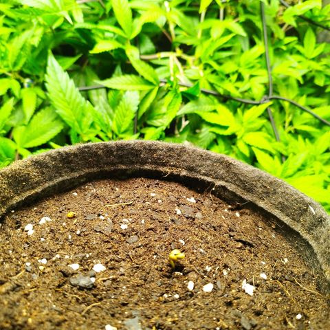 Red Strawberry Banana Auto growlog timeline photo