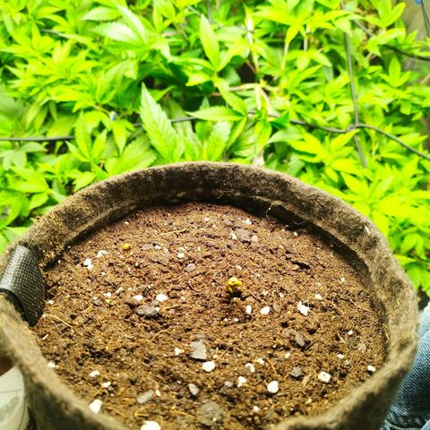 Red Strawberry Banana Auto growlog timeline photo