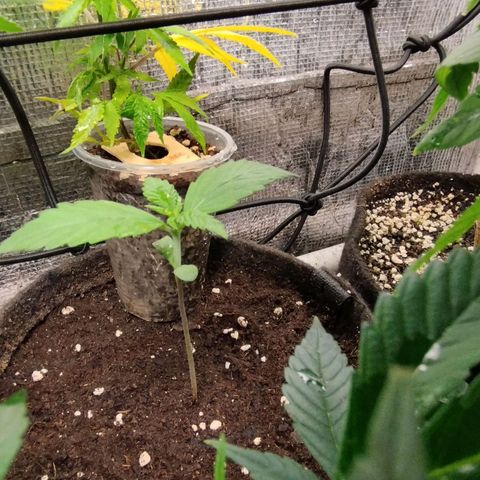Dark Devil Auto growlog timeline photo