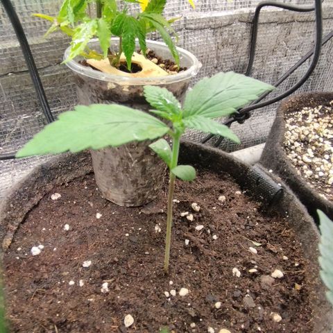 Dark Devil Auto growlog timeline photo
