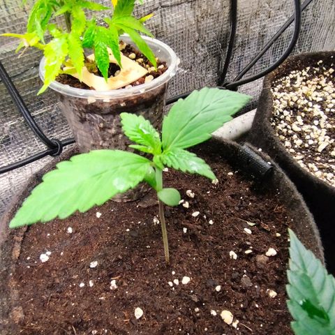 Dark Devil Auto growlog timeline photo