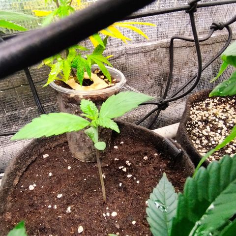 Dark Devil Auto growlog timeline photo