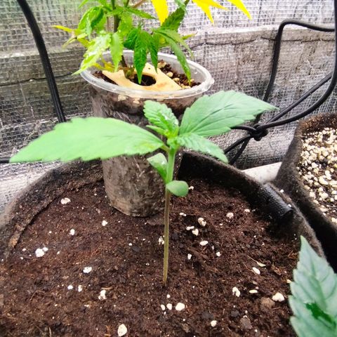 Dark Devil Auto growlog timeline photo