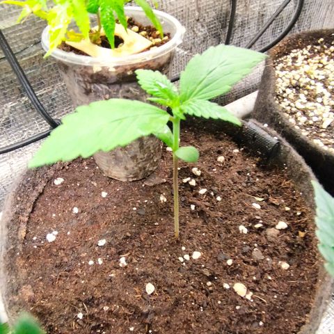 Dark Devil Auto growlog timeline photo