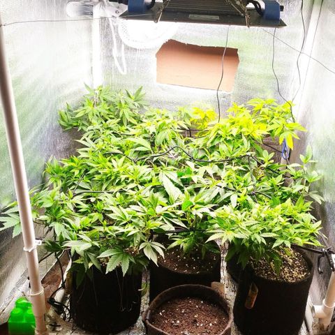 Red Strawberry Banana Auto growlog timeline photo
